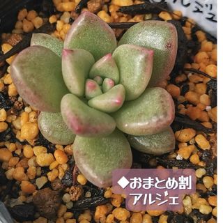 【おまとめご予約品】◆26 アルジェ 抜き苗 名前あり 多肉 🌱ネコポス発送(その他)