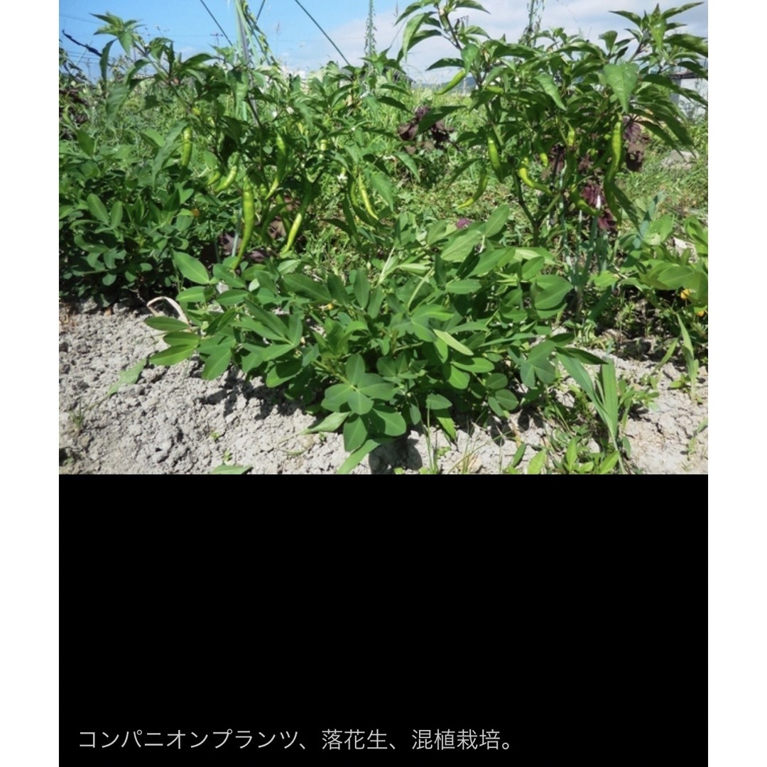 辛くない トウガラシ 伏見とうがらし 20粒 伏見甘長唐辛子 葉トウガラシ 食品/飲料/酒の食品(野菜)の商品写真