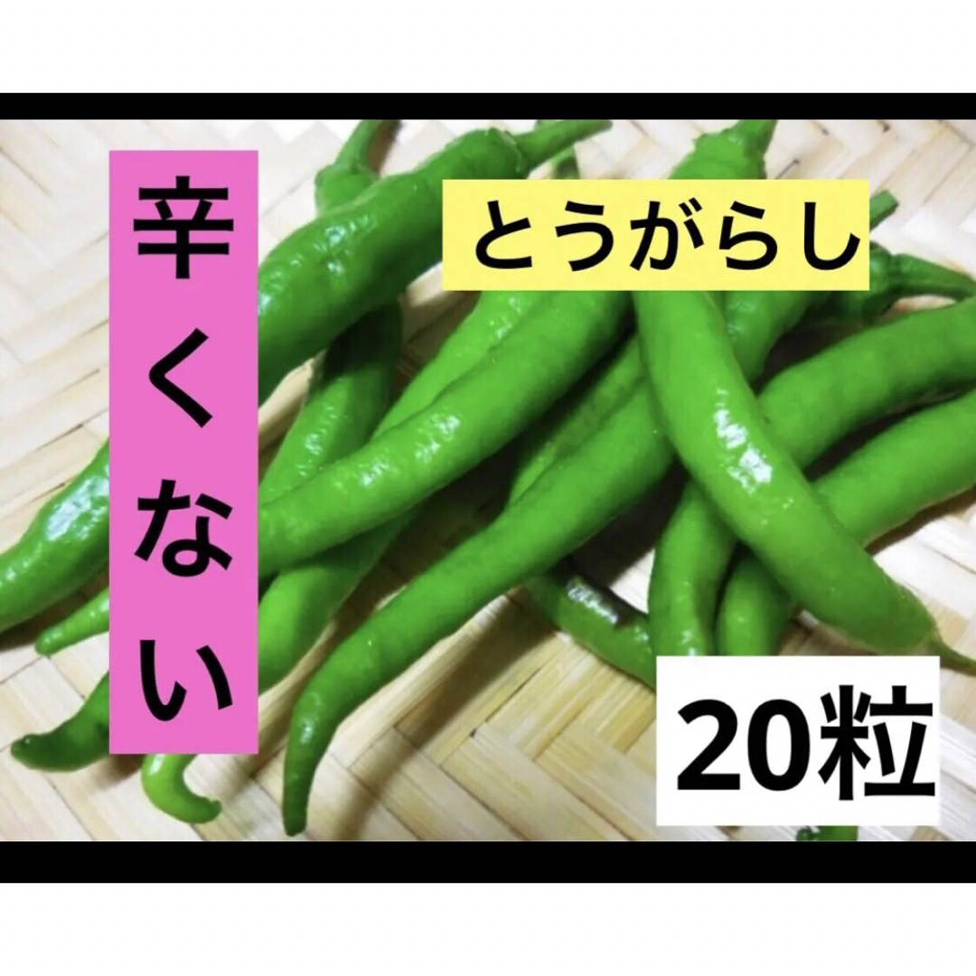 辛くない トウガラシ 伏見とうがらし 20粒 伏見甘長唐辛子 葉トウガラシ 食品/飲料/酒の食品(野菜)の商品写真