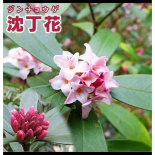 にうにう52様　沈丁花　挿し穂2本(その他)