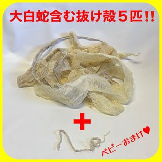 蛇 白蛇 大蛇 抜け殻 脱皮 一本抜け殻 まとめ売り(爬虫類/両生類用品)