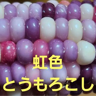 グラスジェムコーン　とうもろこし　種　120粒+α(ドライフラワー)