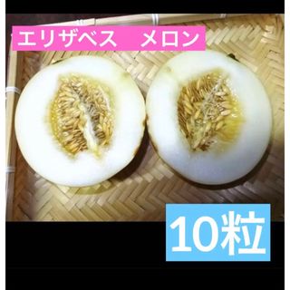 昭和からの味 香り ノーネットメロン 10粒 エリザベスメロン◆トライ家庭菜園(フルーツ)