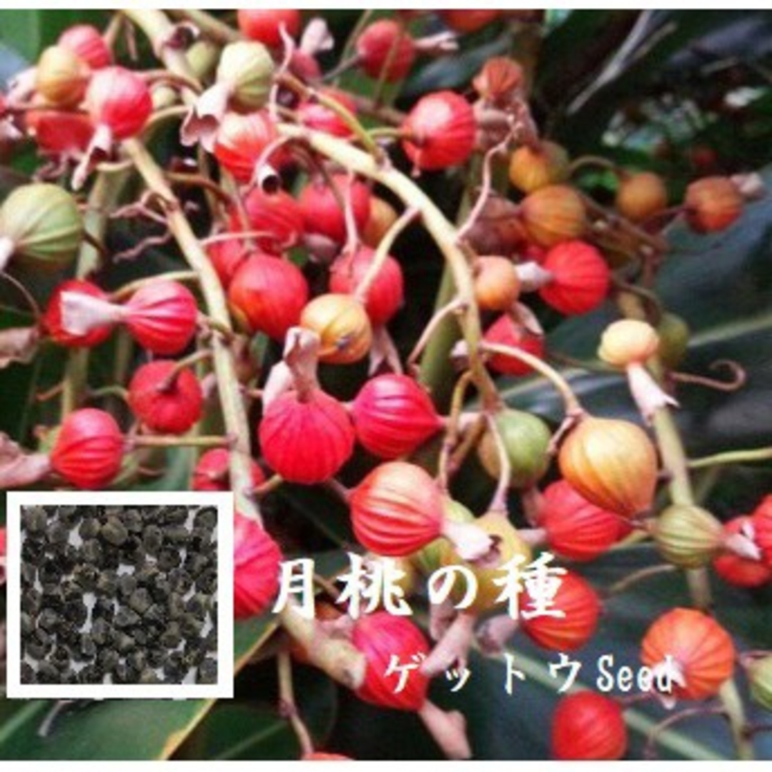 C96  月桃の種10ml 約200粒 沖縄ハーブ ゲットウseed ハンドメイドの素材/材料(各種パーツ)の商品写真