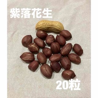 落花生種　紫落花生　20粒(野菜)