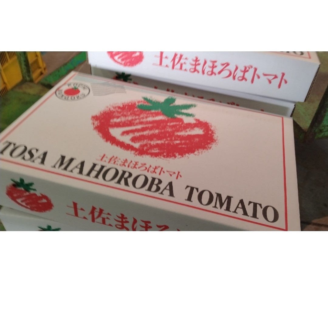 ★高知県南国産　まほろばトマト　約1.5k 化粧箱　　フルーツトマト 食品/飲料/酒の食品(野菜)の商品写真