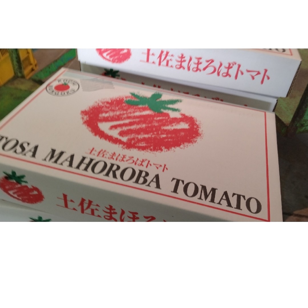★高知県南国産　まほろばトマト　約1.5k 化粧箱　　フルーツトマト 食品/飲料/酒の食品(野菜)の商品写真