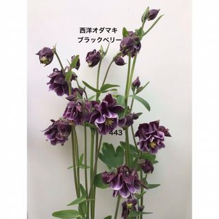 西洋オダマキ　花の種　ブラックベリー　25粒(その他)