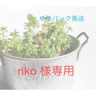 riko 様専用　多肉植物 エケベリア ラウイ・コクタン 各10苗セット(その他)