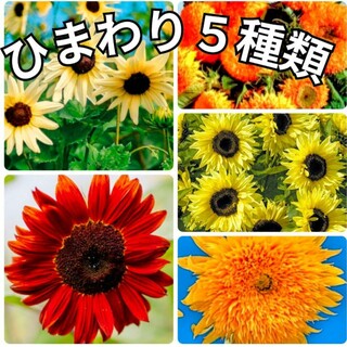 花の種 ひまわり 種 ミックス種 5種類 向日葵(その他)