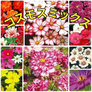 花の種 《ダブル咲き等》コスモス 種 ミックス種 30粒(その他)