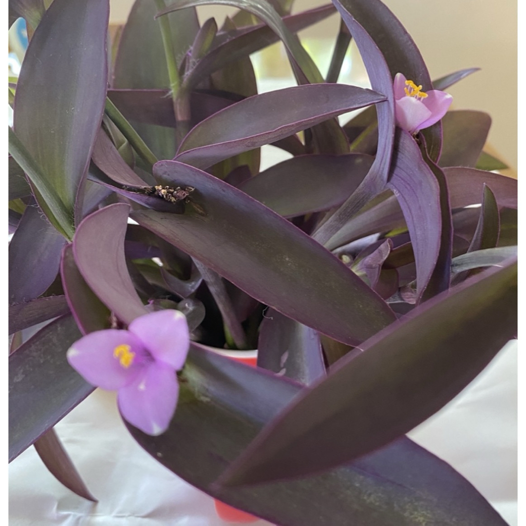 紫御殿 ムラサキツユクサ 発芽苗3本 ハンドメイドのフラワー/ガーデン(その他)の商品写真