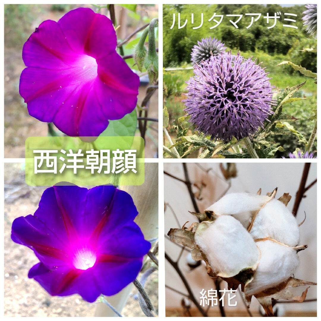 【 korwish 様専用】種 いろいろ 5個ご選択 ハンドメイドのフラワー/ガーデン(プランター)の商品写真