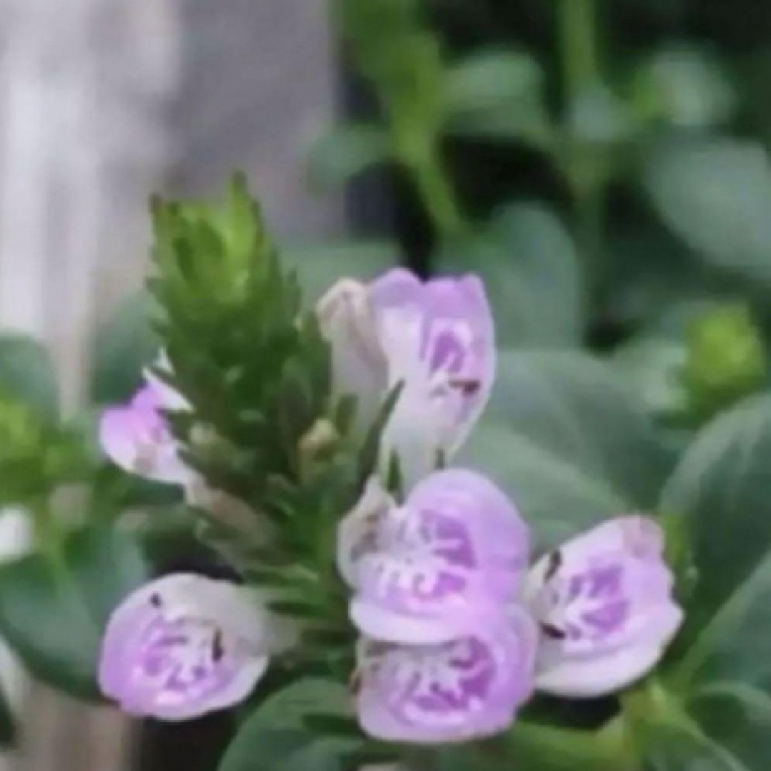 ピンクネックレス  種　花の種　50個 ハンドメイドのフラワー/ガーデン(その他)の商品写真