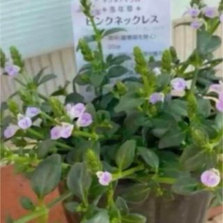 ピンクネックレス  種　花の種　50個(その他)