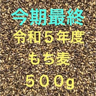 令和５年度産もち麦（ダイシモチ）500g(米/穀物)