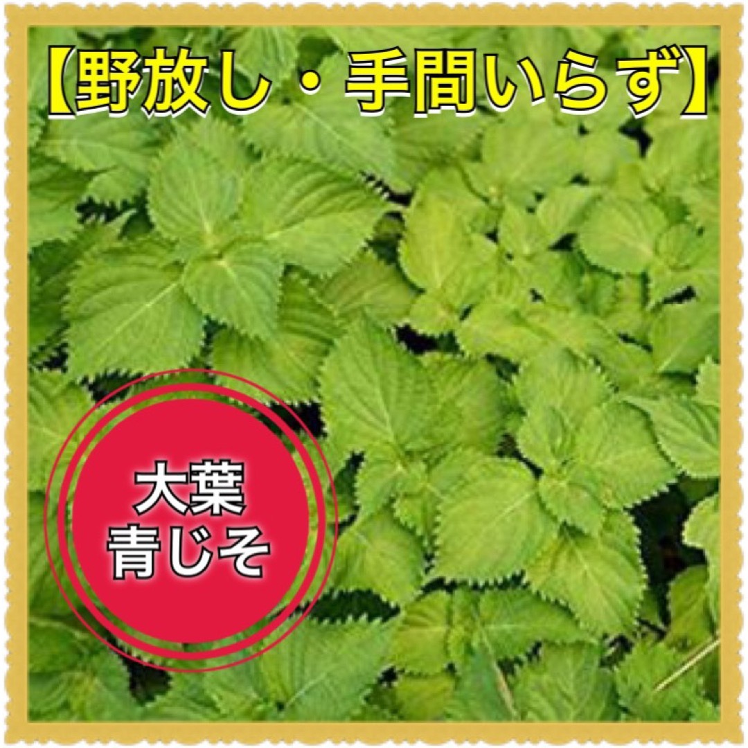 20粒 青じそ(大葉)【野放し・手間いらず】タネ 食品/飲料/酒の食品(野菜)の商品写真