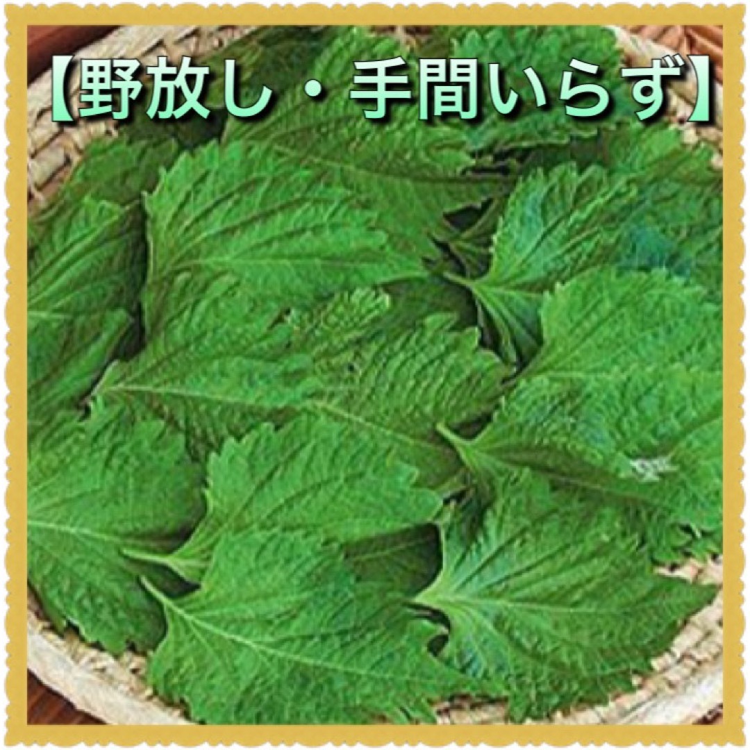 20粒 青じそ(大葉)【野放し・手間いらず】タネ 食品/飲料/酒の食品(野菜)の商品写真