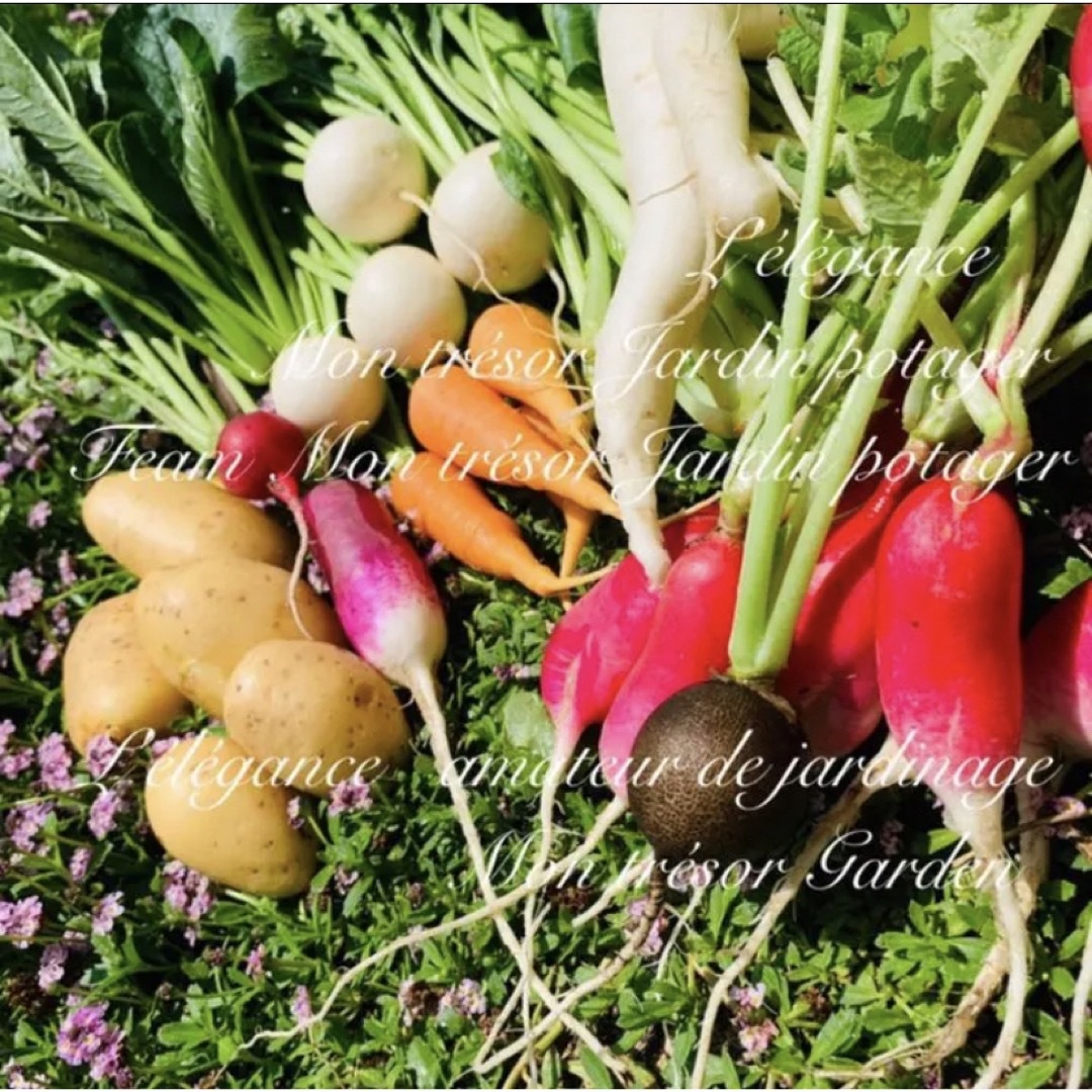 種子 食品/飲料/酒の食品(野菜)の商品写真