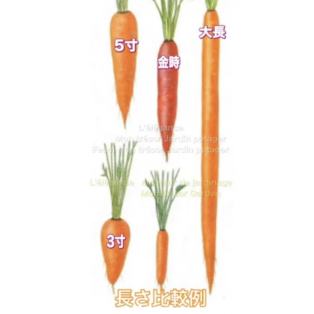 種子 食品/飲料/酒の食品(野菜)の商品写真