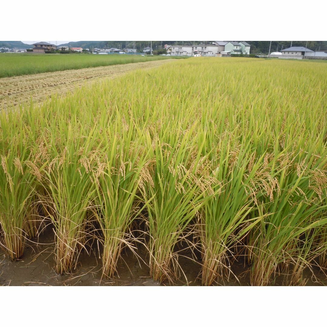 玄米24kg（8㎏×3袋）令和５年産新米ミルキークイーン　精米・分搗き精米対応