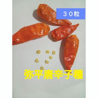 弥平唐辛子種　３０粒　タネの出品(野菜)