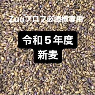 令和５年度産もち麦（ダイシモチ）900g(米/穀物)