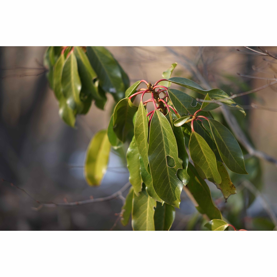 KONICA MINOLTA(コニカミノルタ)の作例付き　MINOLTA MC ROKKOR 135mm F2.8 管mpr スマホ/家電/カメラのカメラ(レンズ(単焦点))の商品写真