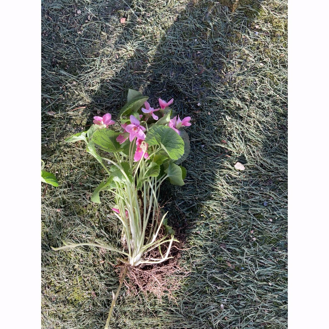 ピンクすみれ1株とオダマキ小苗1株とオステオスペルマム小苗1株のセット🌺 ハンドメイドのフラワー/ガーデン(その他)の商品写真