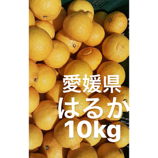 愛媛県産　はるか　柑橘　10kg(フルーツ)