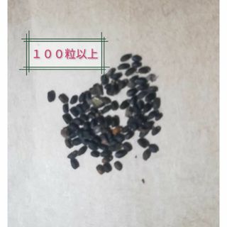 shoさん、どうぞ！　「津久井在来大豆」「黒大豆」「ホーリーバジル１００粒～」(プランター)