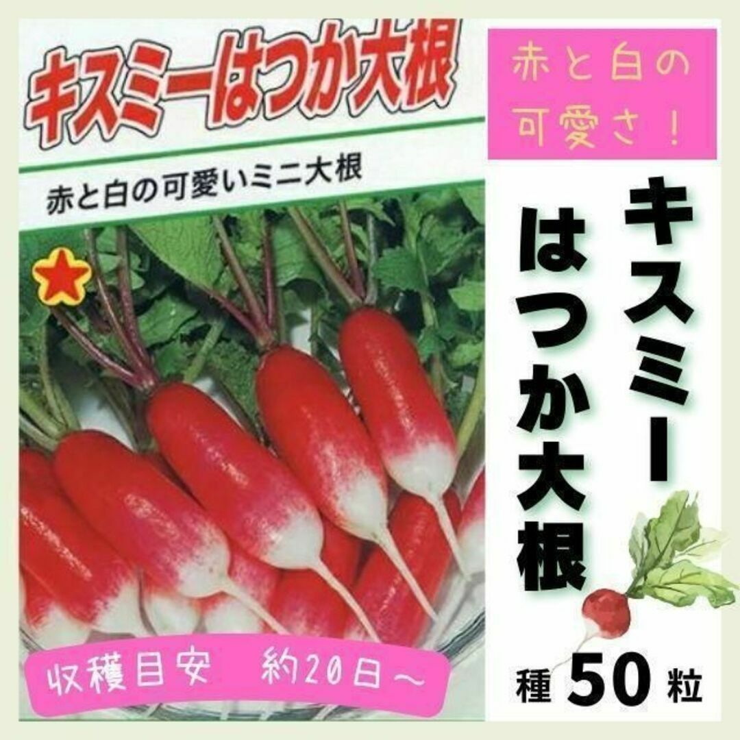 【野菜の種】赤白コントラストが可愛いミニ大根「キスミー」種５０粒～収穫約２０日～ 食品/飲料/酒の食品(野菜)の商品写真