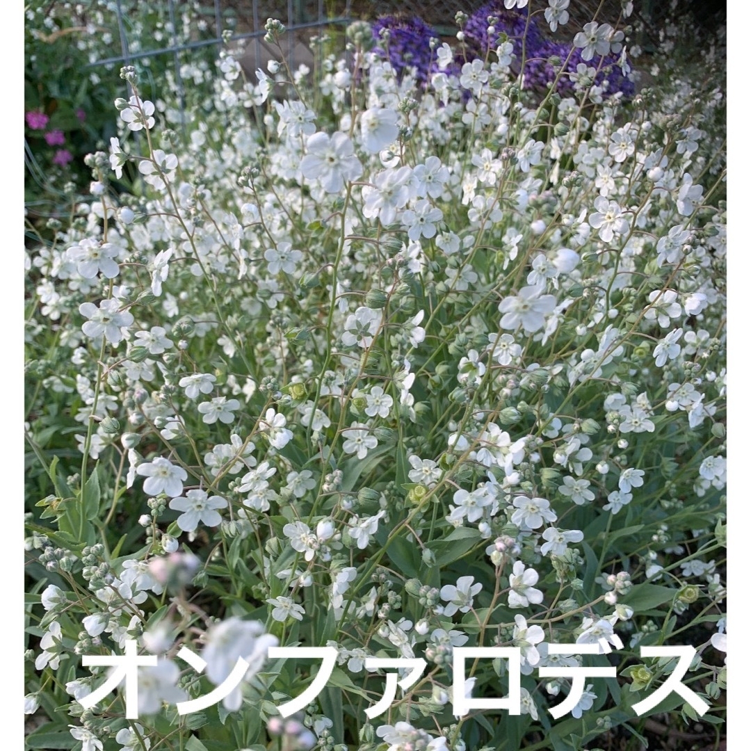 孔雀草苗、オンファロデス苗、サポナリア苗 ハンドメイドのフラワー/ガーデン(その他)の商品写真