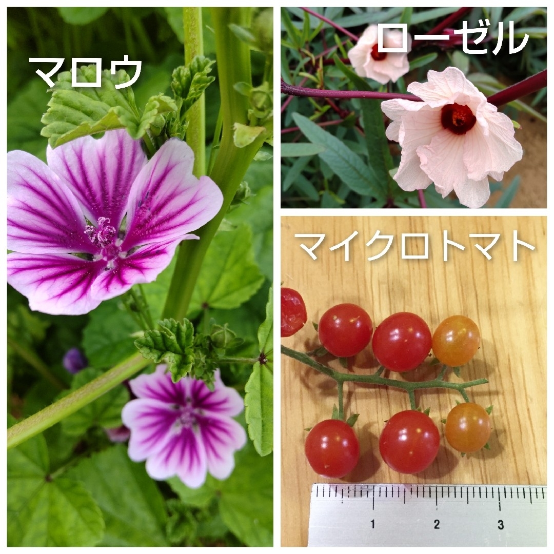 【増量中】種 いろいろ 5個選択 ルリタマアザミ・千日紅・トマトなど ハンドメイドのフラワー/ガーデン(プランター)の商品写真
