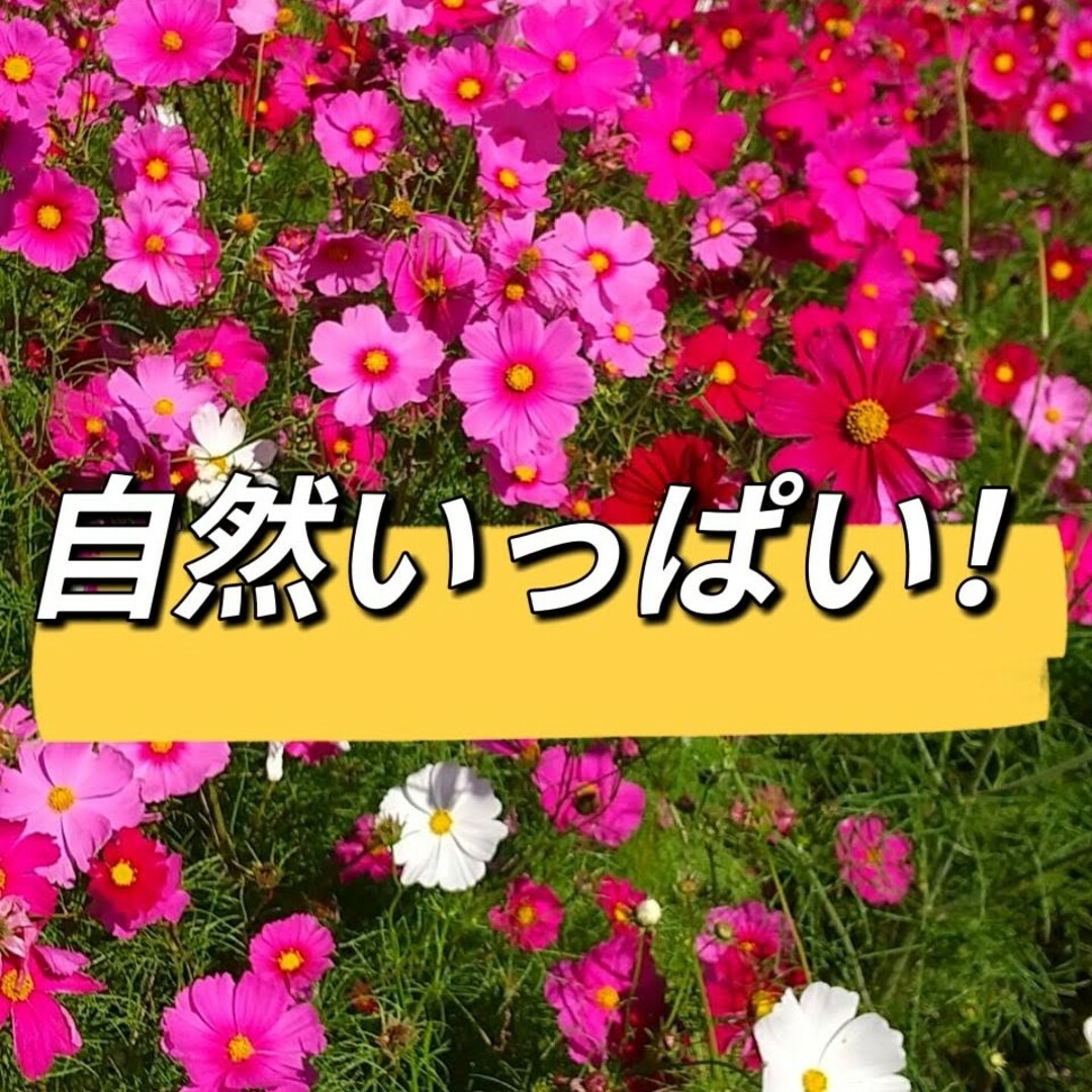 値下げ888→799円！新米！玄米！お試し【令和5年産】三重県 伊賀米 コシヒカ 食品/飲料/酒の食品(米/穀物)の商品写真