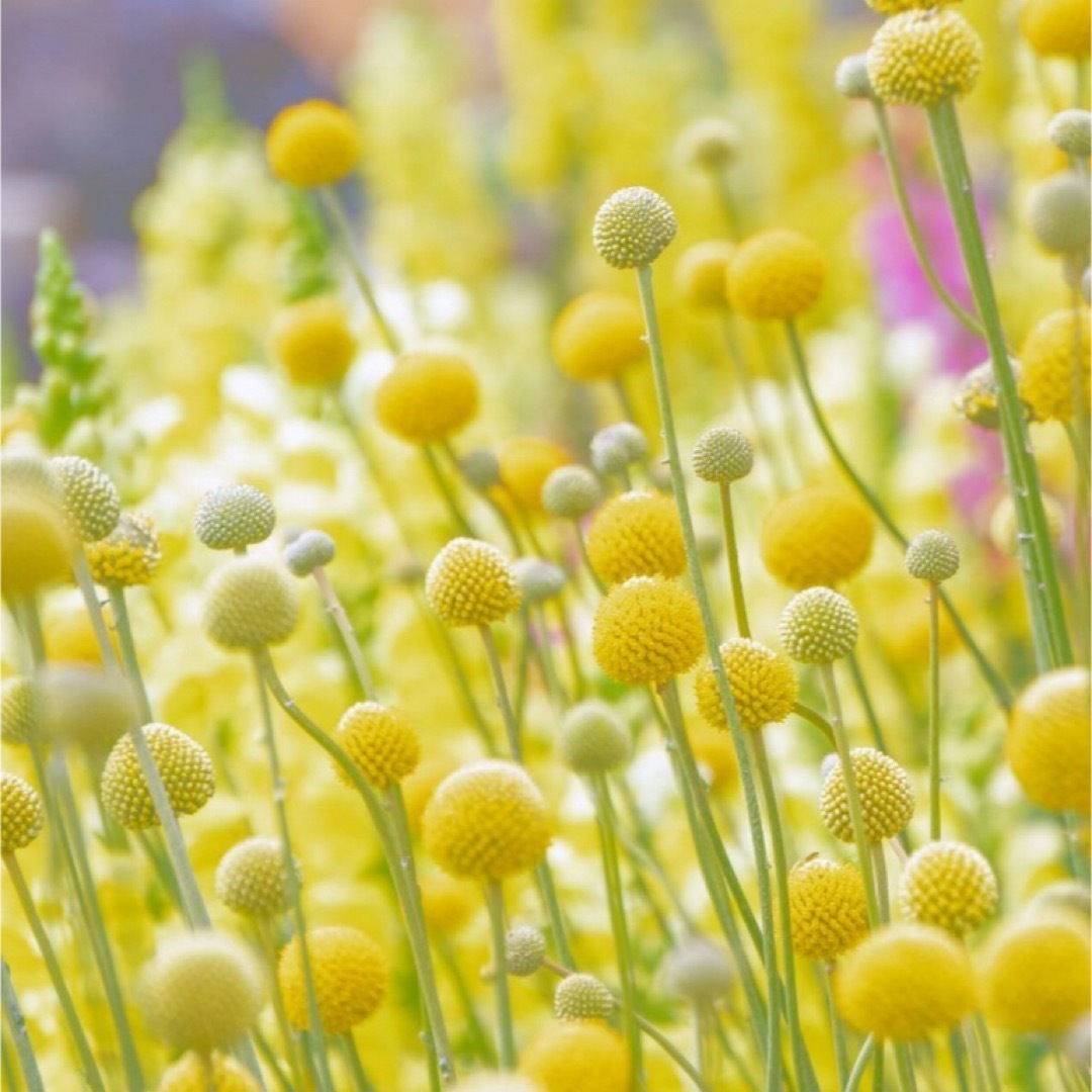 【花の種】クラスペディア☆ゴールドスティック 種子約50粒！宿根草ドライフラワー ハンドメイドのフラワー/ガーデン(プランター)の商品写真