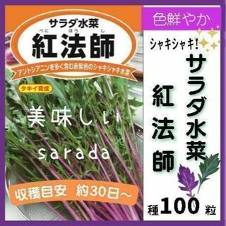 【野菜の種】シャキシャキ紫パワー「 サラダ水菜　紅法師」種100粒
