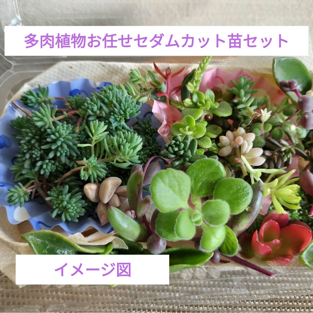 多肉植物お任せセダムカット苗セット ハンドメイドのフラワー/ガーデン(プランター)の商品写真