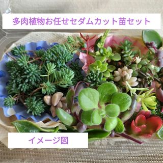 多肉植物お任せセダムカット苗セット(プランター)