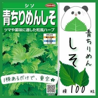 【野菜の種】万能で簡単栽培「青ちりめんしそ」の種１００粒～★１株あれば重宝★～(野菜)