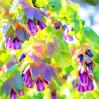 【売切次第終了！】セリンセ・マヨール☆キウイブルー 花の種 約10粒！(プランター)