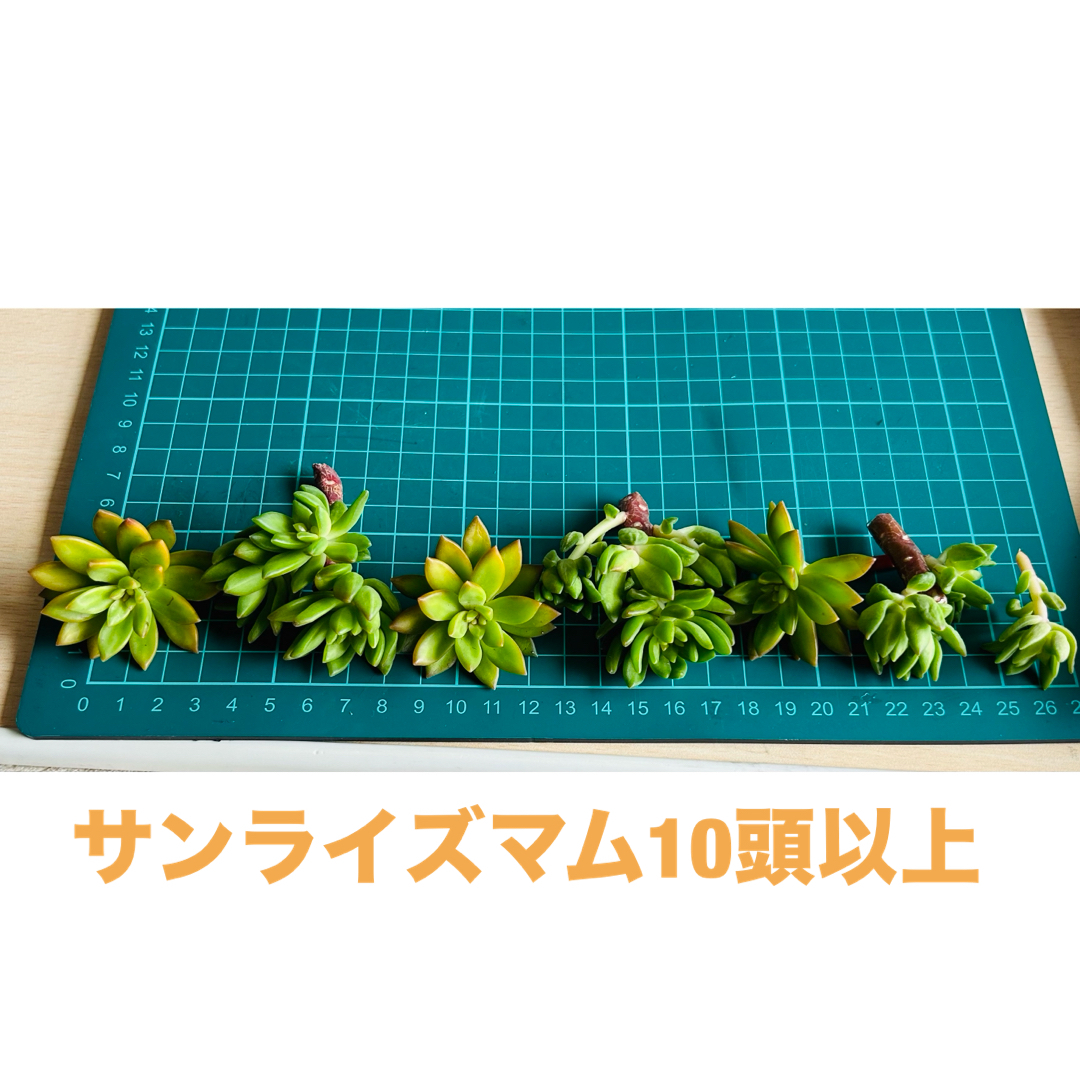 多肉植物　サンライズマム　カット10頭以上 ハンドメイドのフラワー/ガーデン(その他)の商品写真