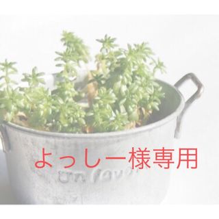 よっしー様専用 多肉植物 エケベリア系 ４種 6苗 セット(その他)