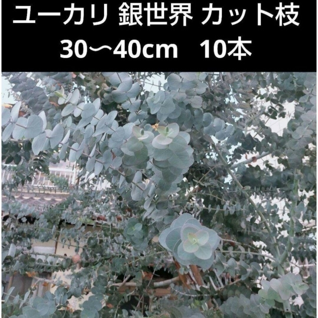 HB  ユーカリ 銀世界 カット枝 30〜40cm 10本 ハンドメイドのフラワー/ガーデン(その他)の商品写真