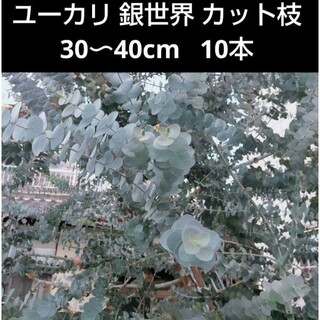 HB  ユーカリ 銀世界 カット枝 30〜40cm 10本(その他)