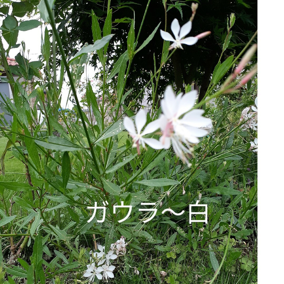 ガウラ〜白‥根付きの苗＋ニゲラの種orポリナゴムの種 ハンドメイドのフラワー/ガーデン(その他)の商品写真
