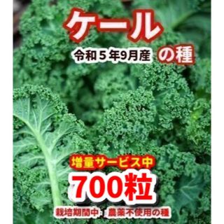 ケール　種【700粒】★増量サービス中◾️栽培期間中農薬不使用の種(その他)