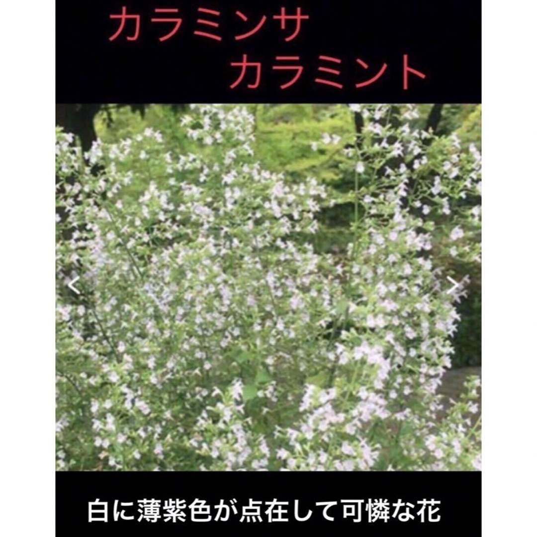 岐阜産  家庭菜園のハーブ、シソ科、多年草、カラミンサ、カラミント、抜き苗 1株 ハンドメイドのフラワー/ガーデン(プランター)の商品写真