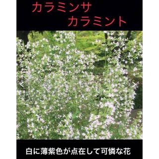 岐阜産  家庭菜園のハーブ、シソ科、多年草、カラミンサ、カラミント、抜き苗 1株(プランター)