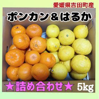 愛媛県産★詰め合わせ★ポンカン＆はるか 家庭用5キロ箱(フルーツ)